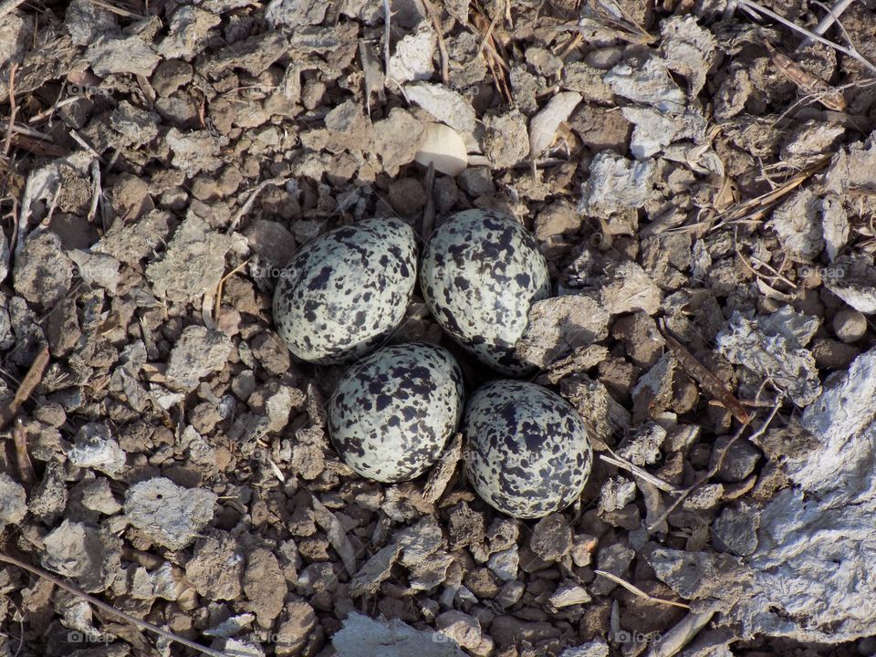 eggs nested on ground