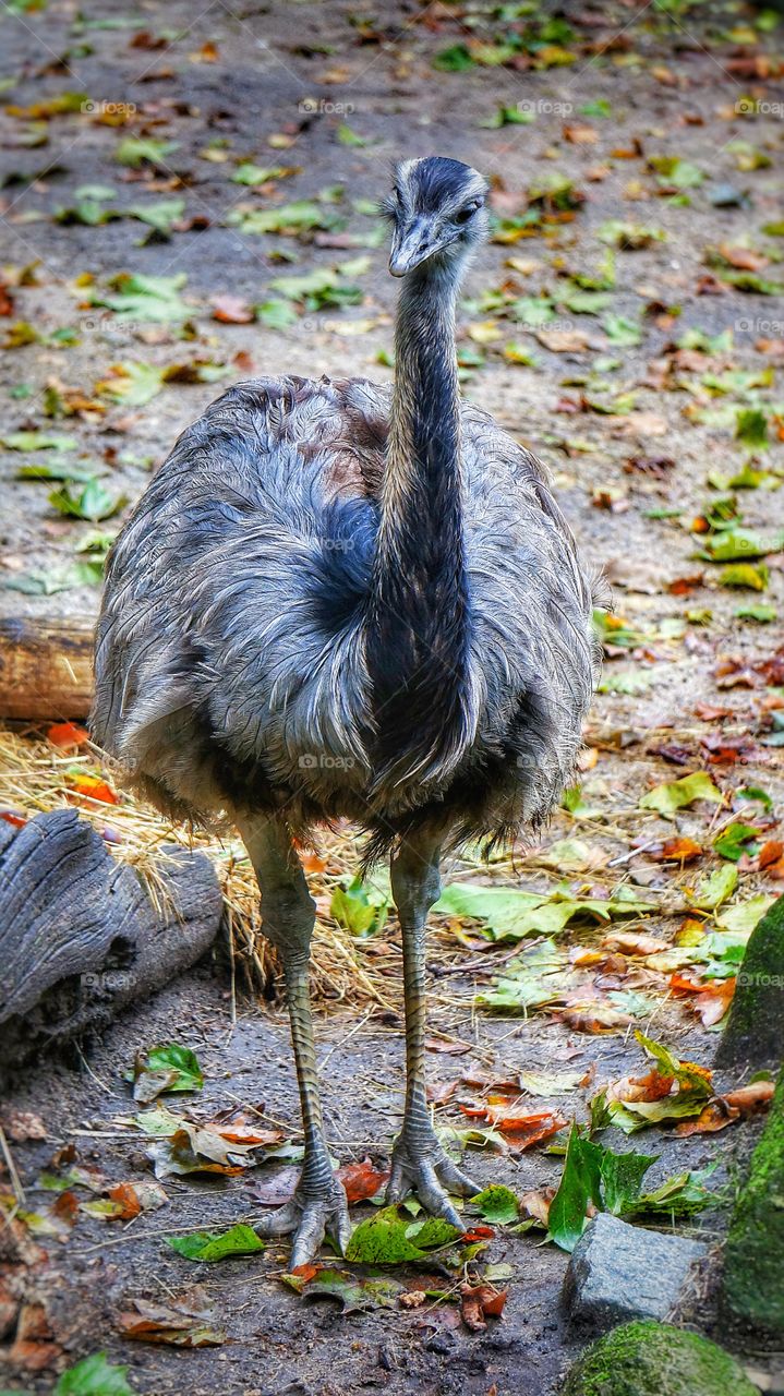 Amsterdam Zoo 