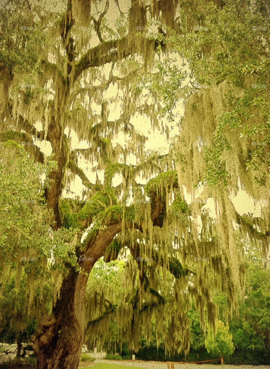 Old Oak Tree 