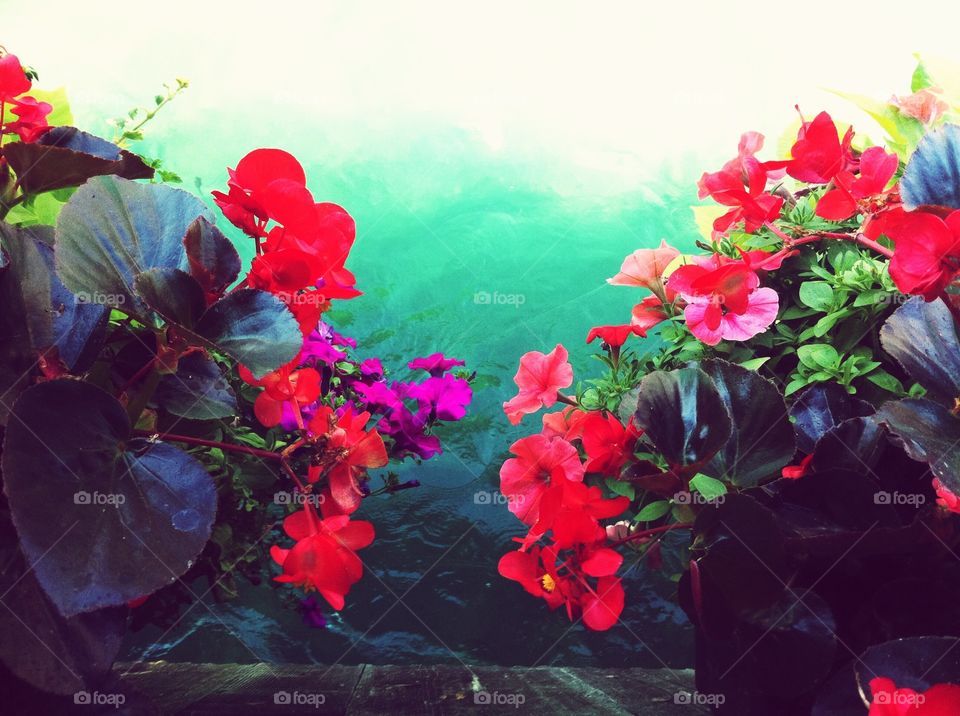 Flowers above water. This picture was taken in Lucerne, Switzerland

