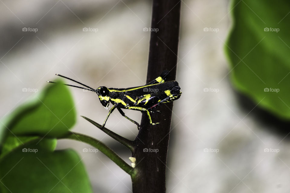 Great looking macro with yellow grasshopper
