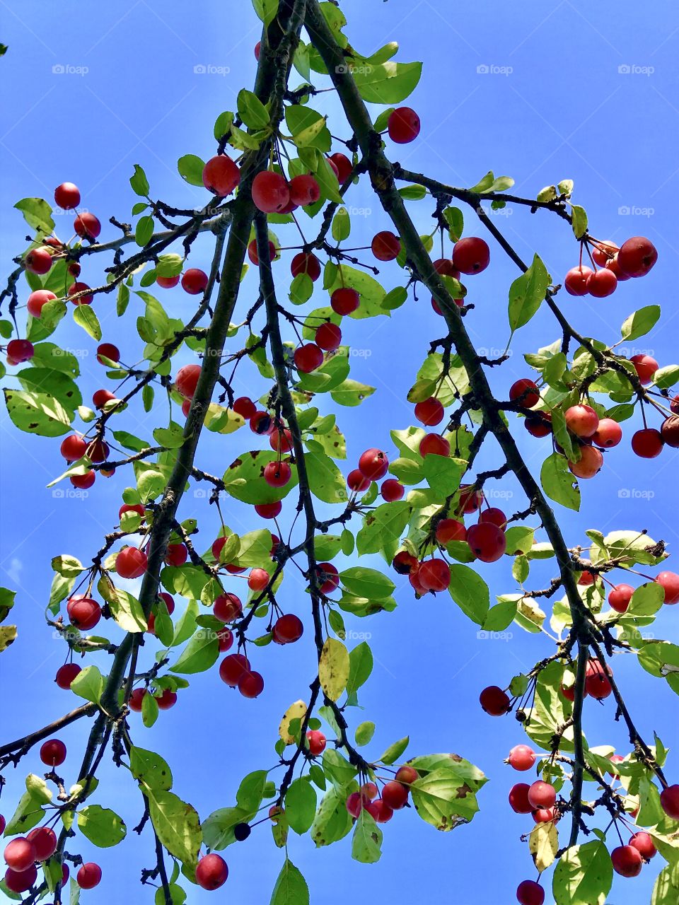 Tree branch with berries—taken in Schererville, Indiana 