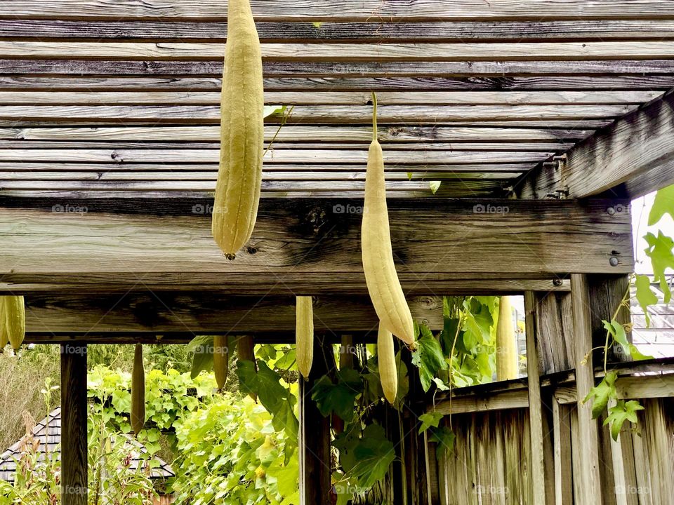 Wooden arbor holds squash vine with multiple squash along the walkway.