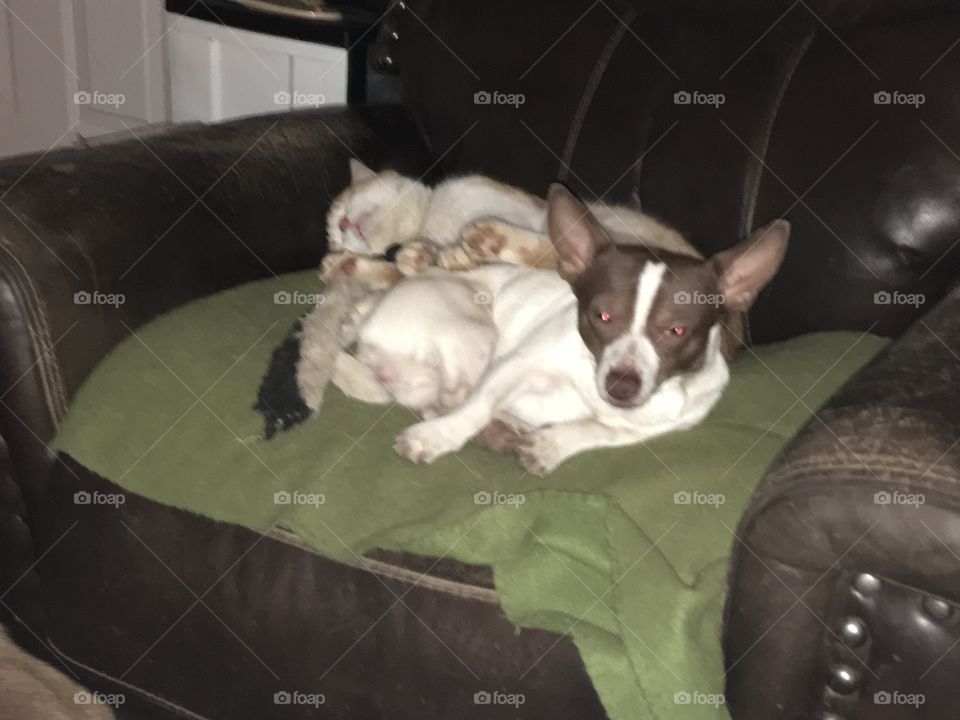 Can’t anyone take a nap around here without their picture being taken?  Gee wiz!