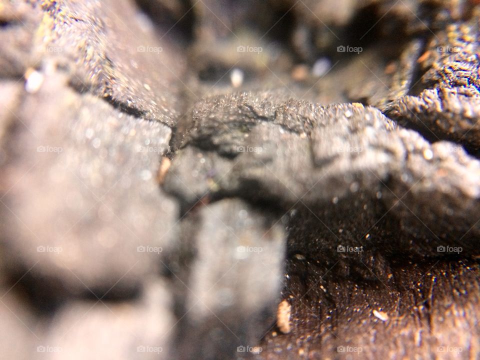 Bark of a tree  | Photo with iPhone 5S + Macro lens.
