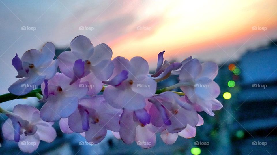 Beautiful Orchids with Sunset