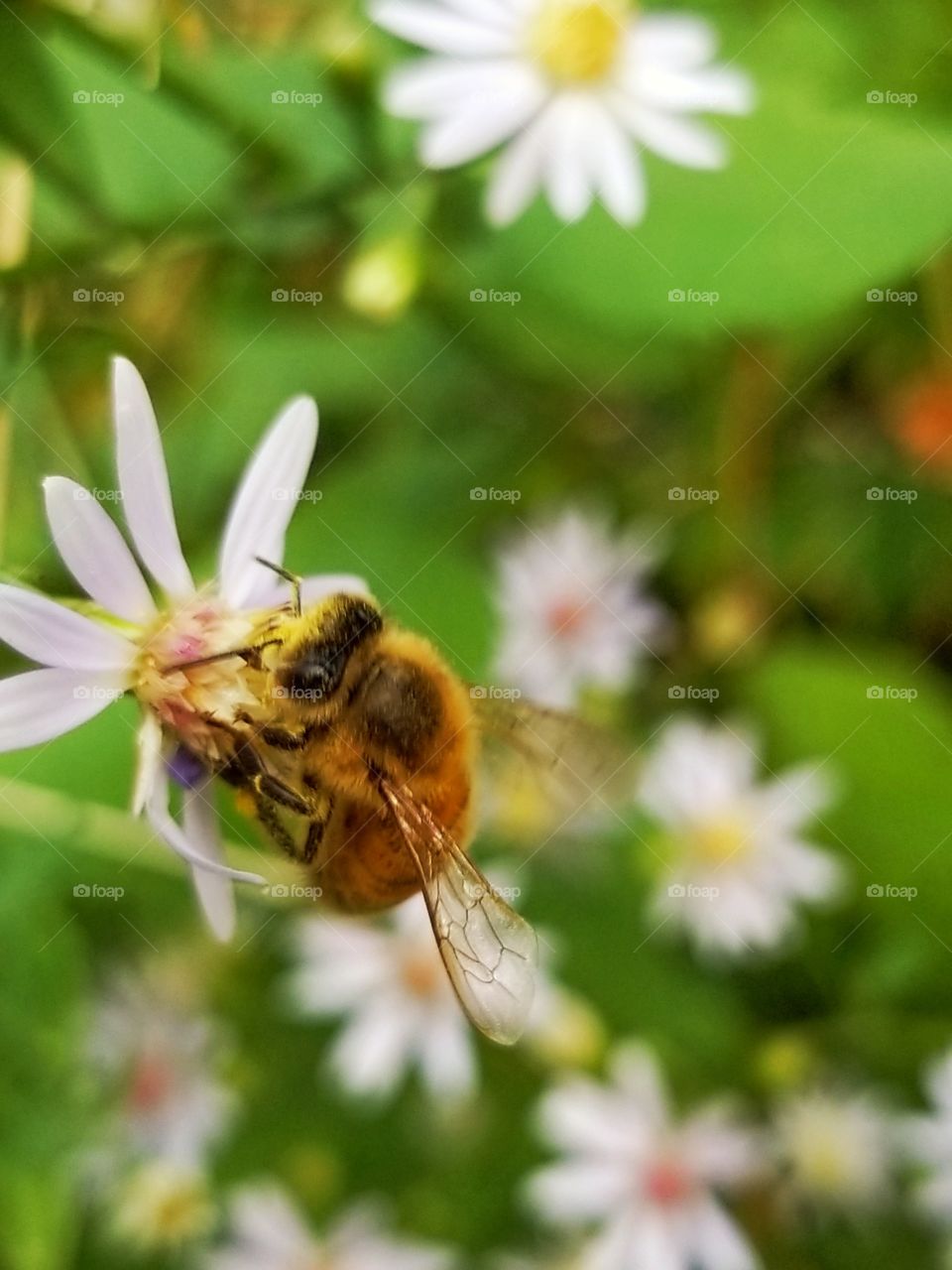 Pollinating bee