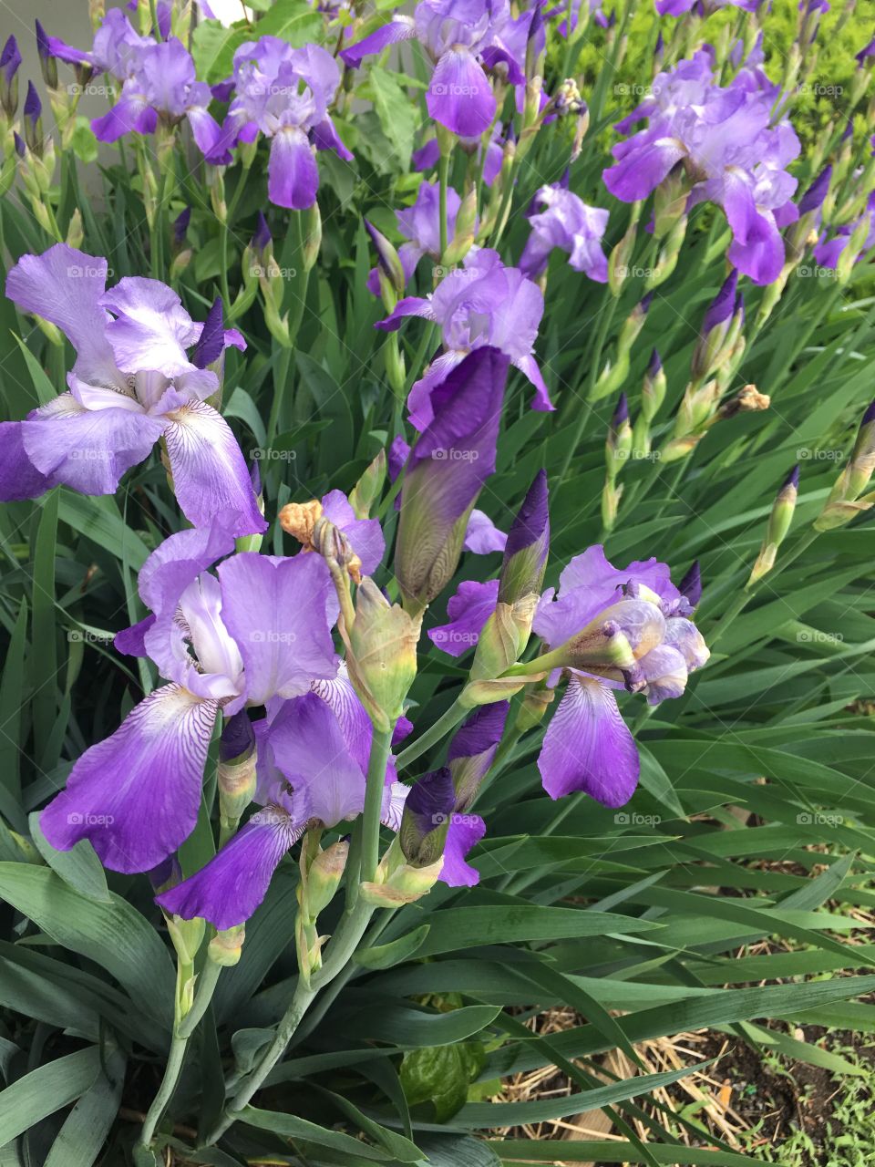 Lovely flowers