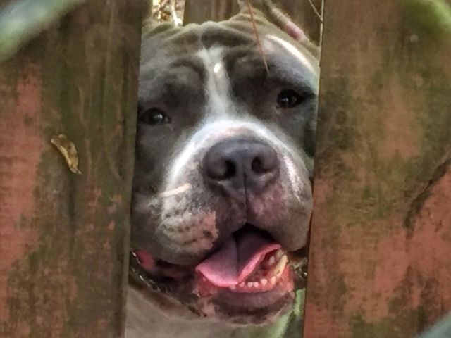 Pitbull 