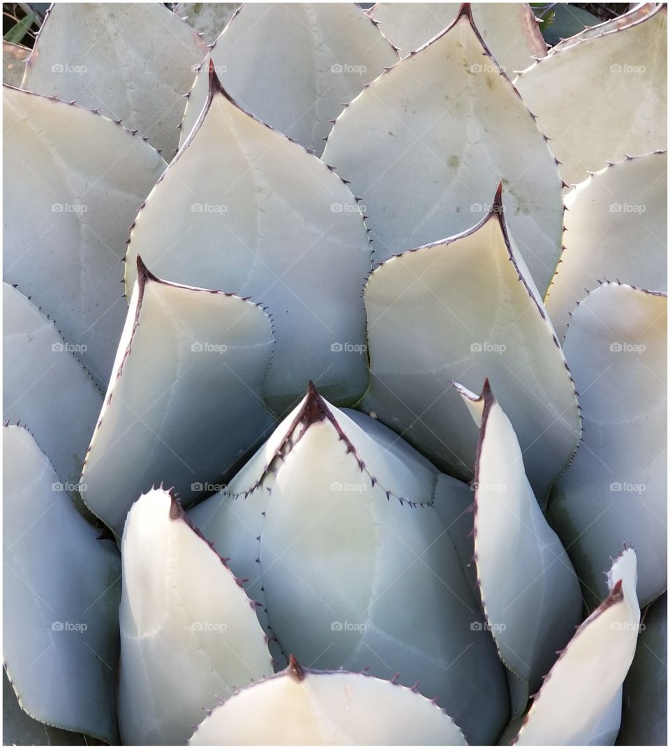 White Cactus