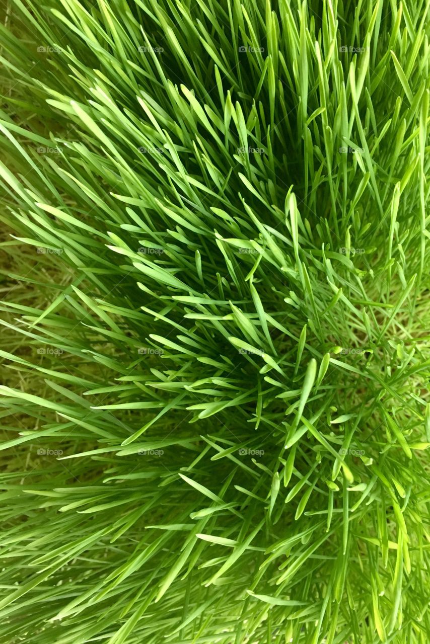 We grass Zen grass grow green healthy greens smoothie shops