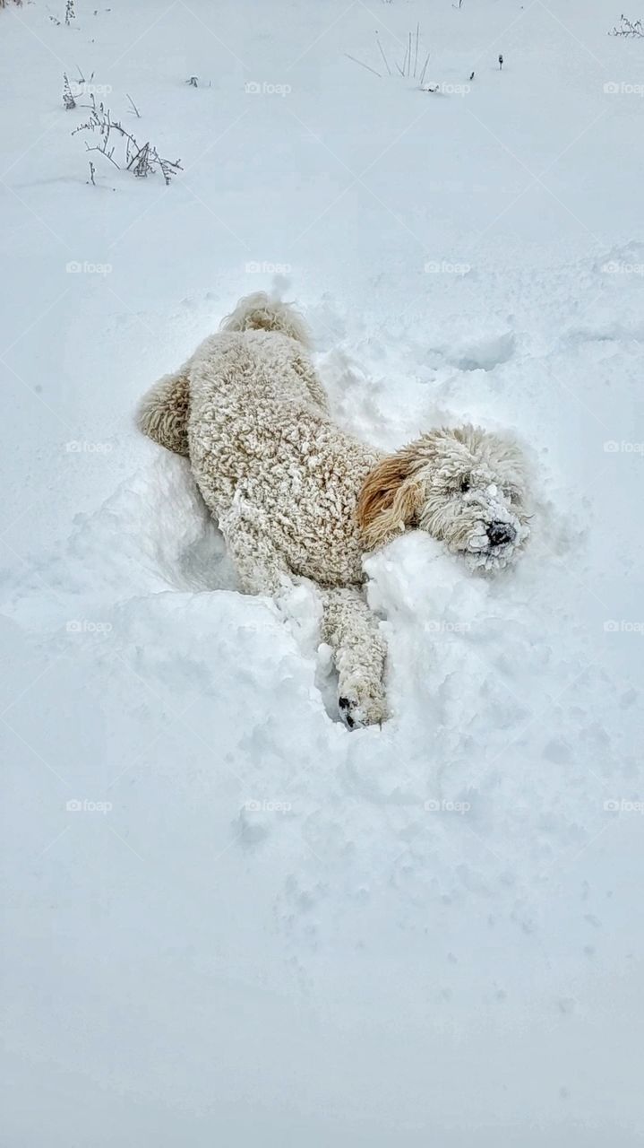 golden doodle in the snow