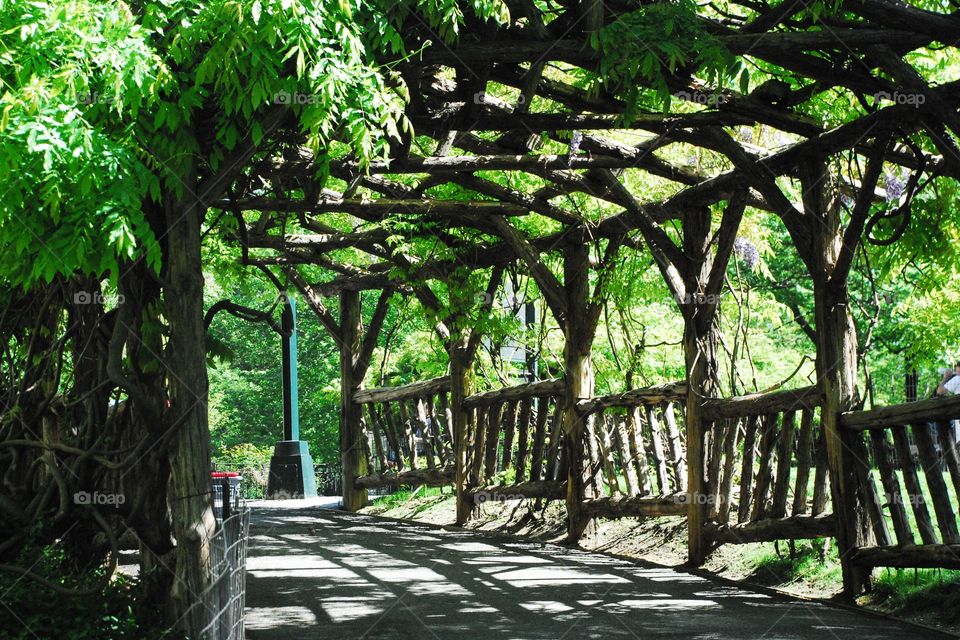 Bridge and walkway in Central Park in NY