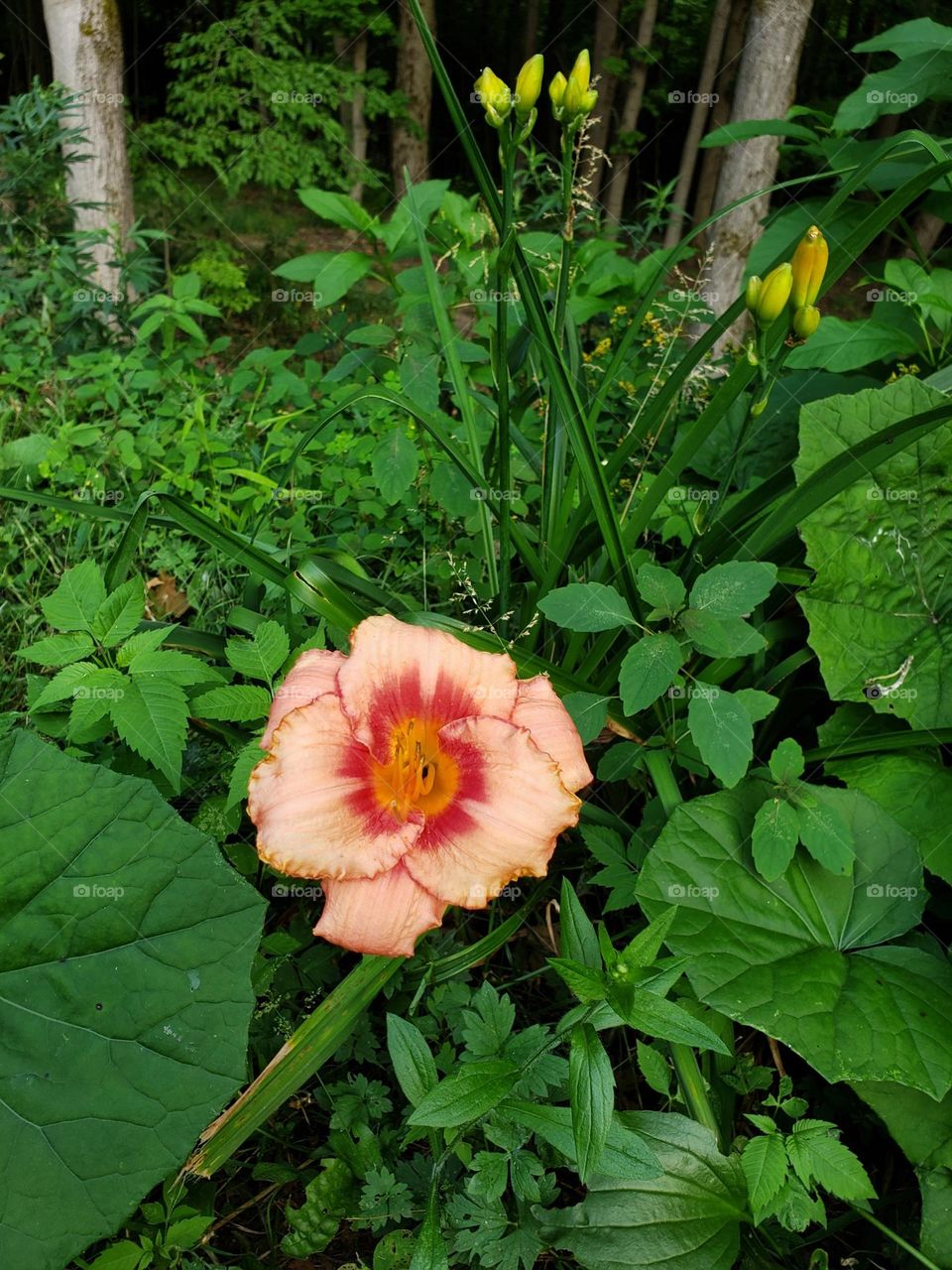 A beautiful flower growing in the woods