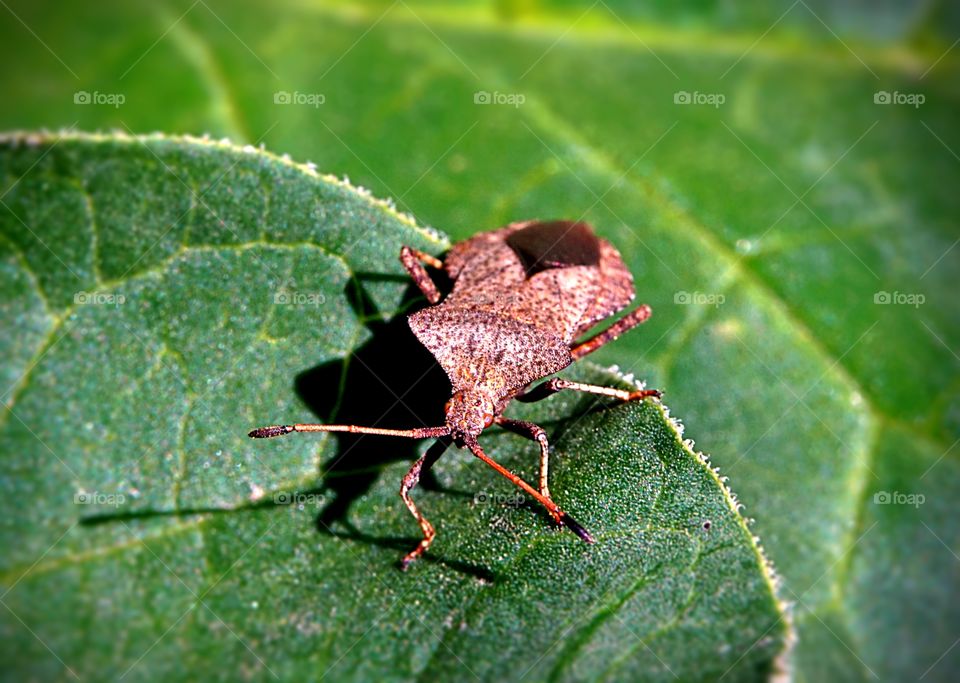 in garden