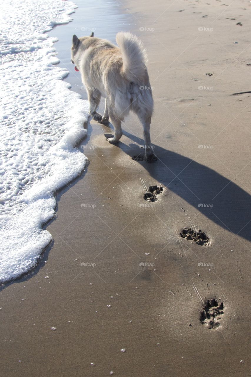 Dog walking at beach