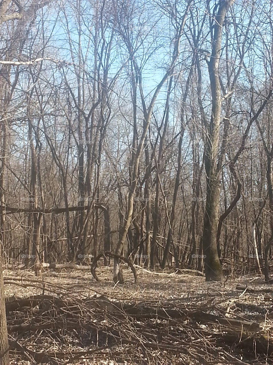 Wood, Tree, No Person, Landscape, Nature