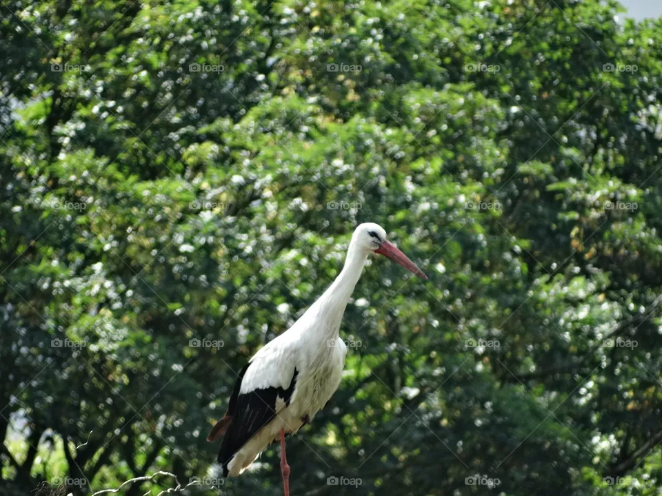 Stork from nature wildlife 