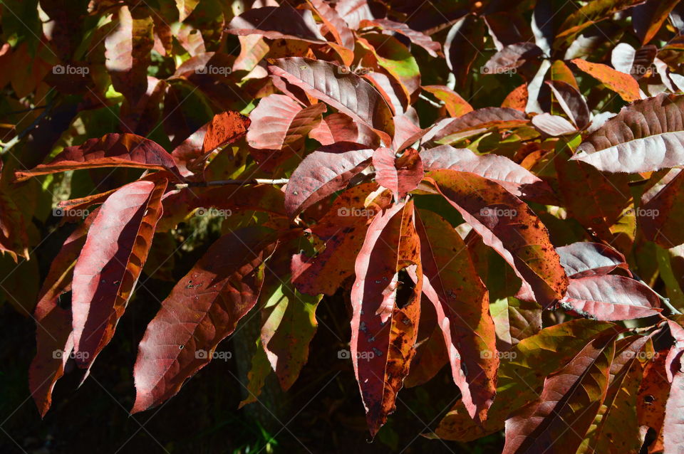 closeup of fall colors