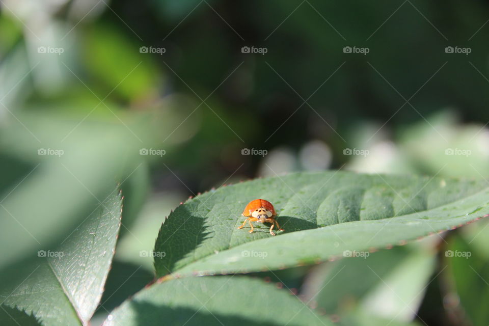 ladybug