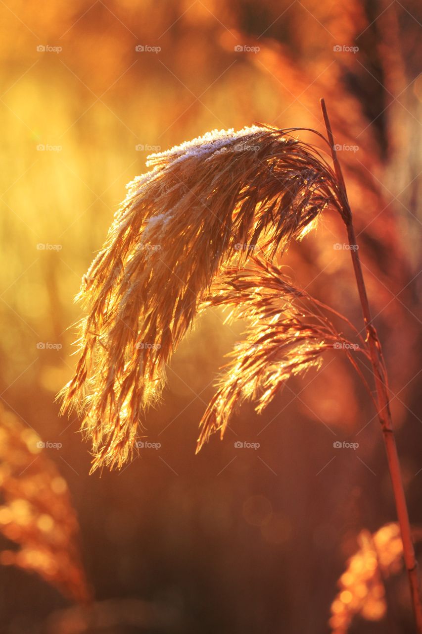 A golden sunlit reed.