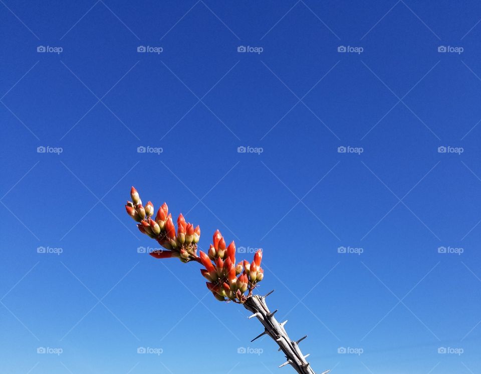 Orange Ocotillo Blossom against a Deep Blue Sky