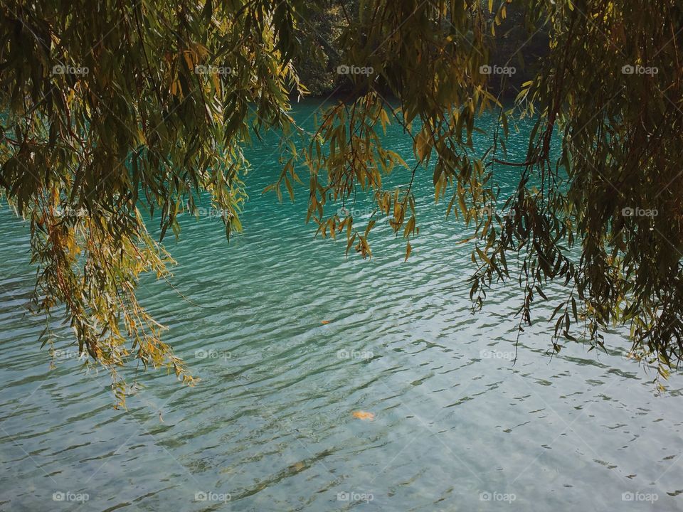 Water, No Person, Nature, Leaf, Tree