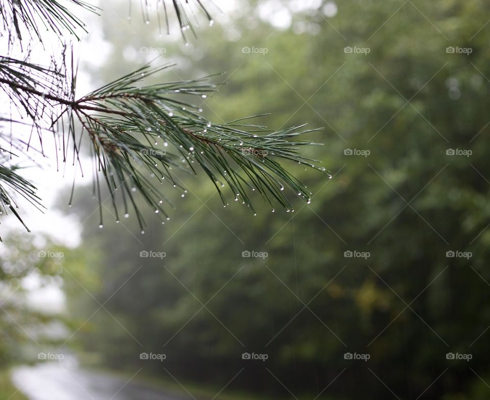 Rainy day road