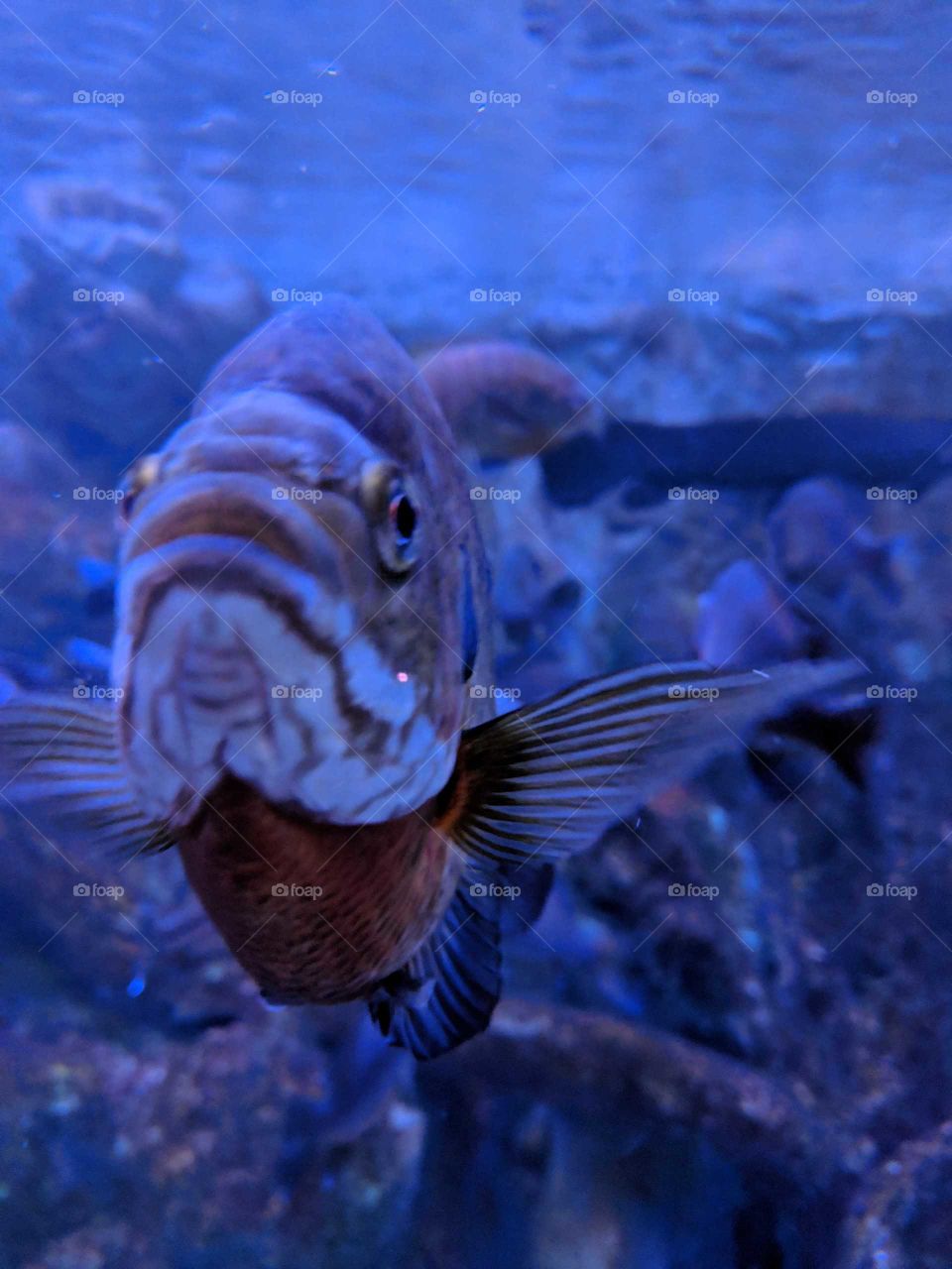 Grumpy fish