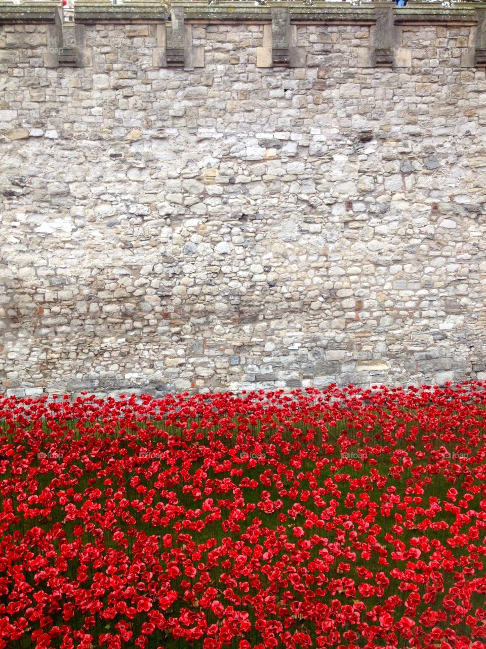 A field of poppies