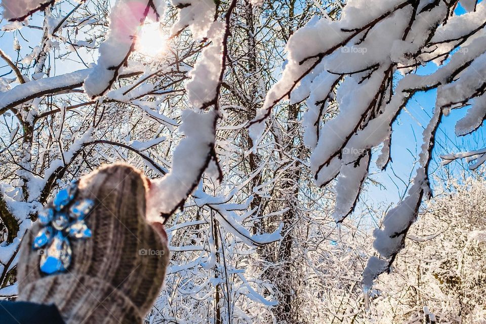 snowy winter forest