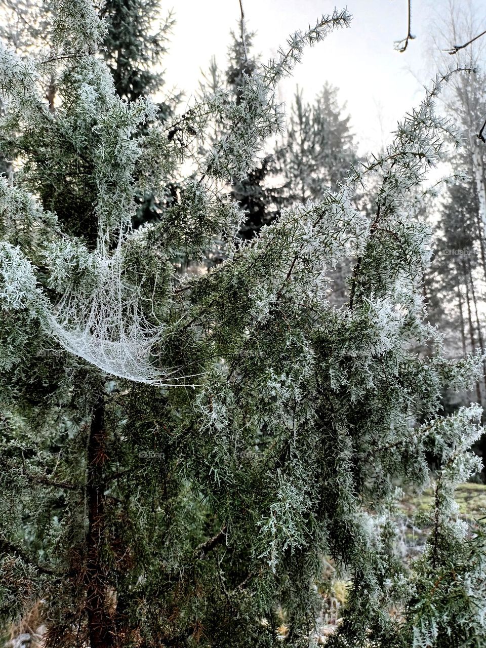Frozen spider's web in juniper