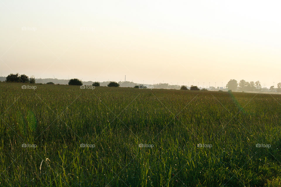 Sunset, field 