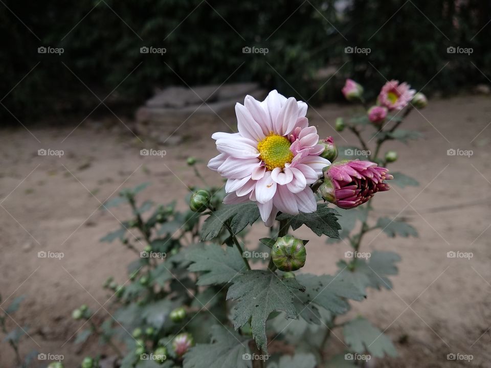 Blooming flower