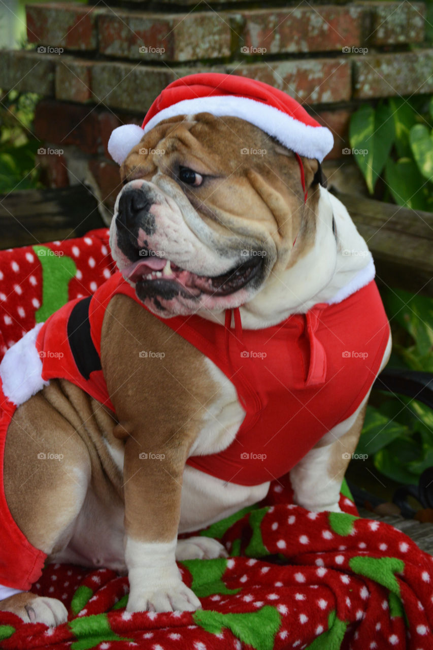 Bull Dog dressed for the holidays 