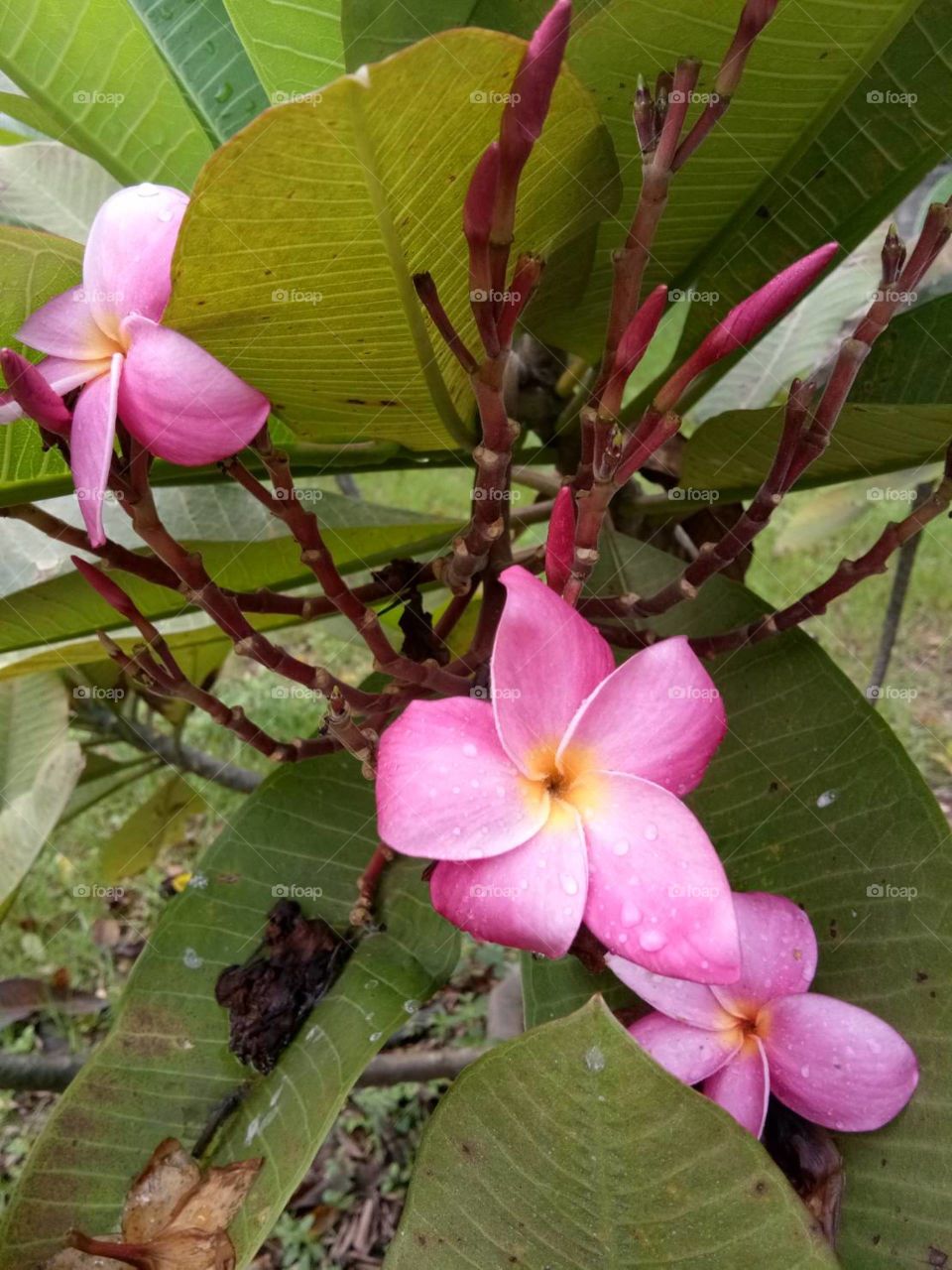 leelawadee
thailand
flower
pink