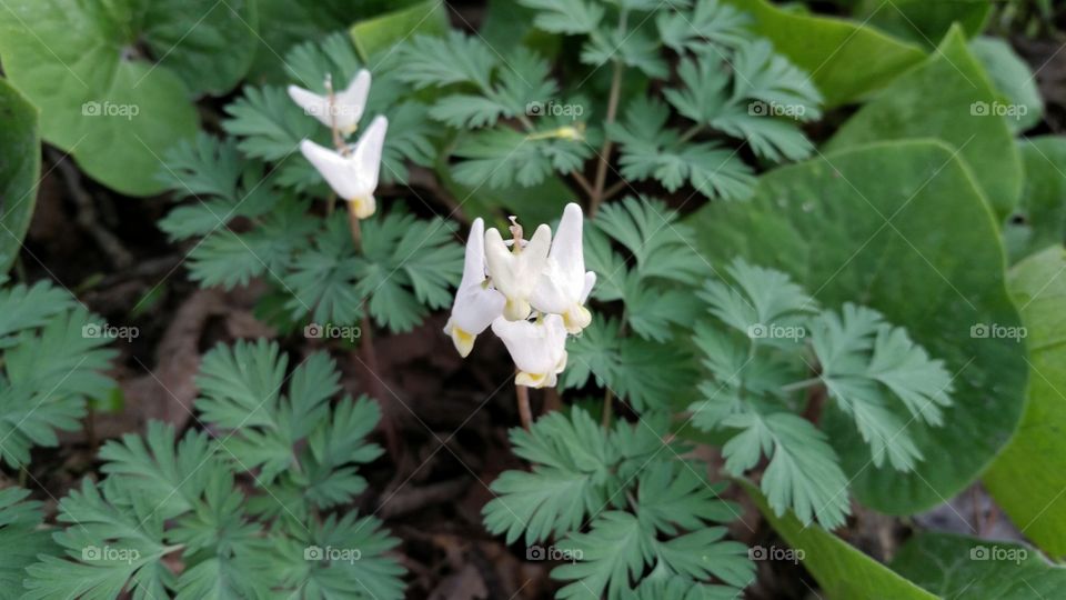 white flowers on delicate ferns