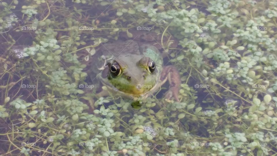 Green frog head out of water