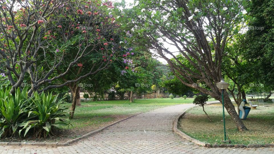 Garden Pathway. A beautiful park with lush green grass and wonderful trees surrounding it.
Jogging in the morning