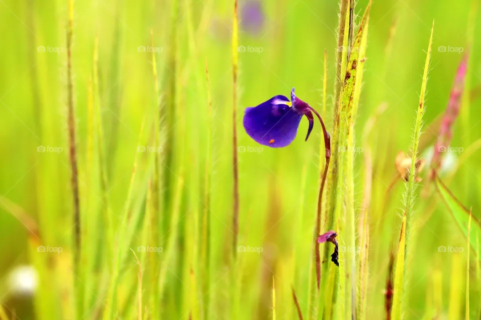 Indian grass flower