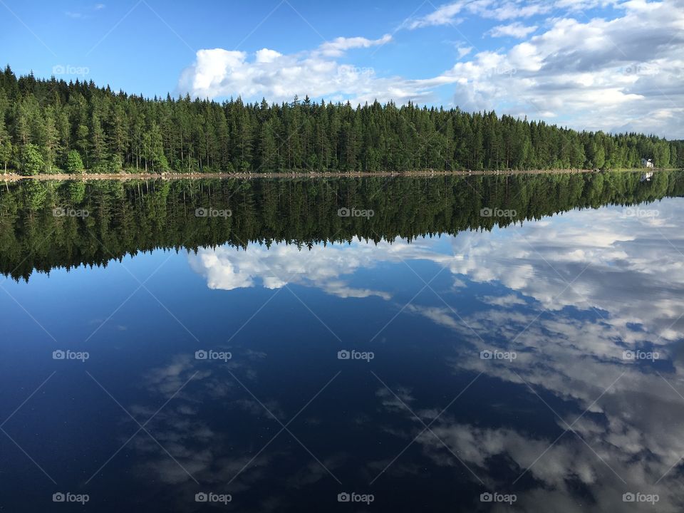 Trees reflecting on the lake