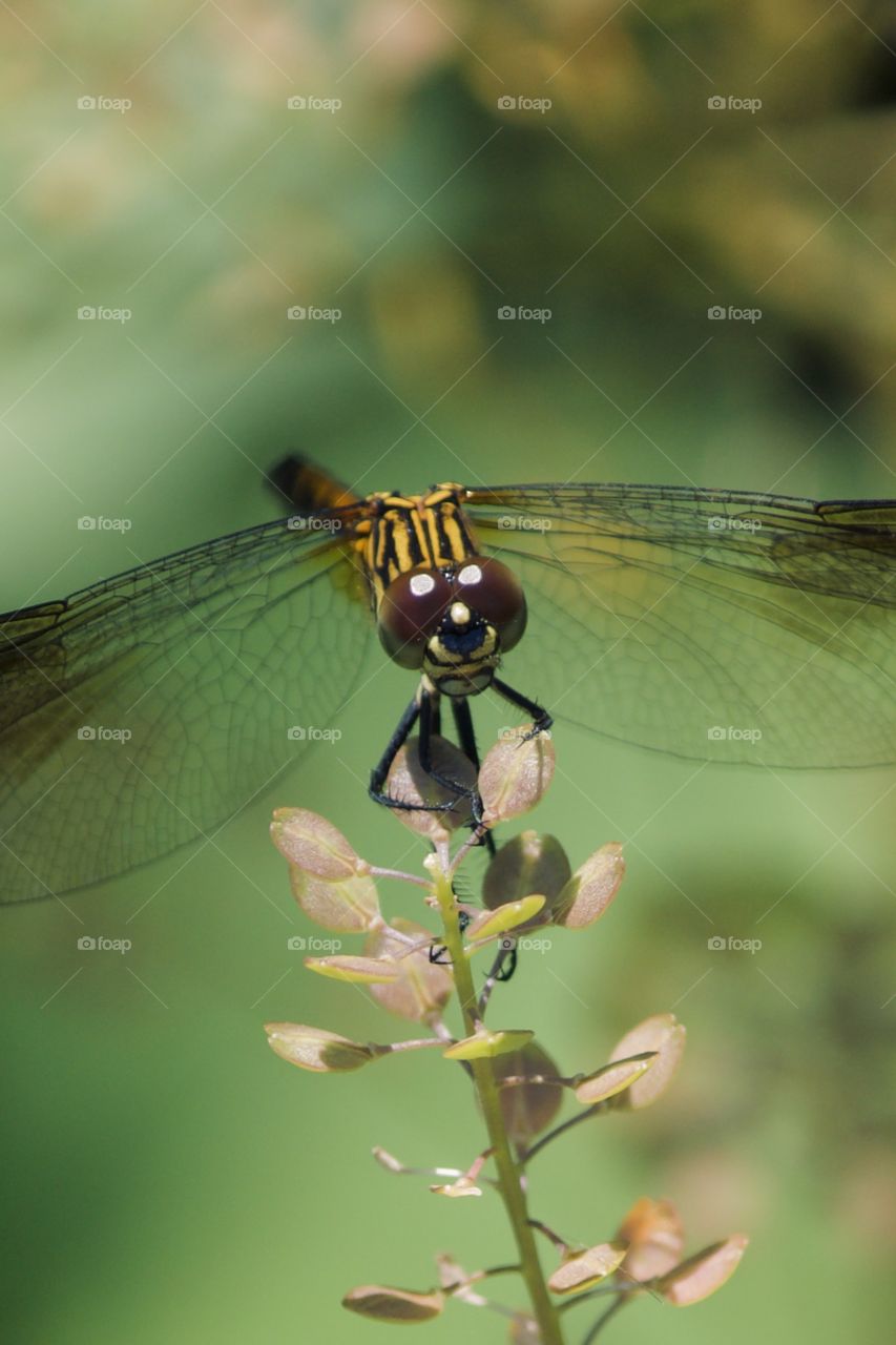 Female Blue Dasher Dragonfly 