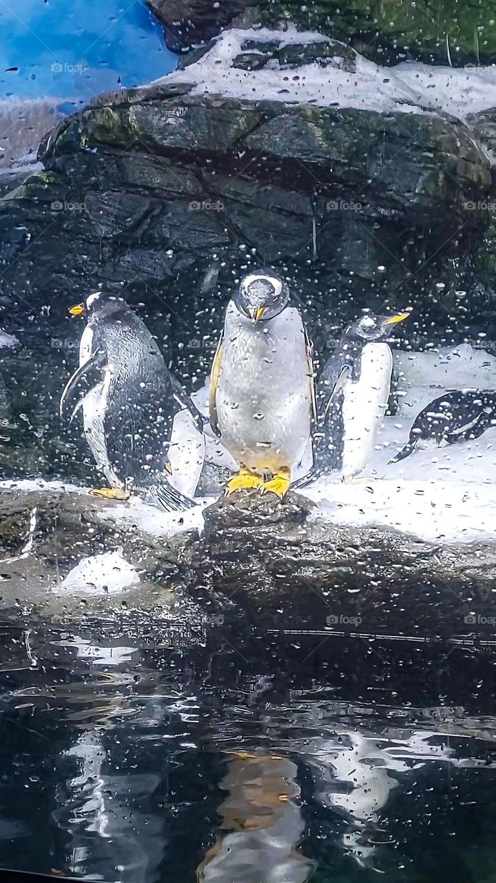 Penguins