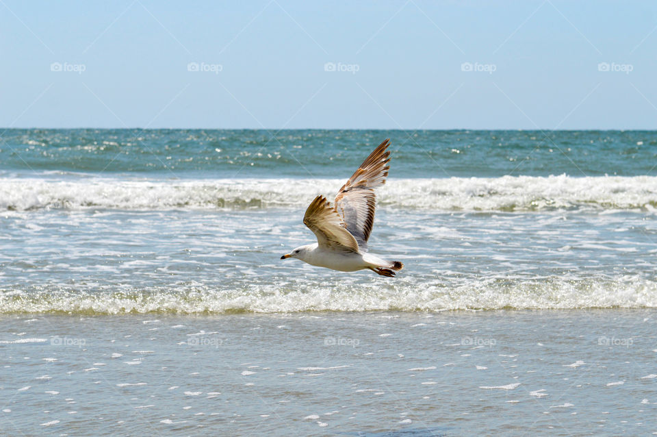 Seagull flying over the beaches of South Carolina