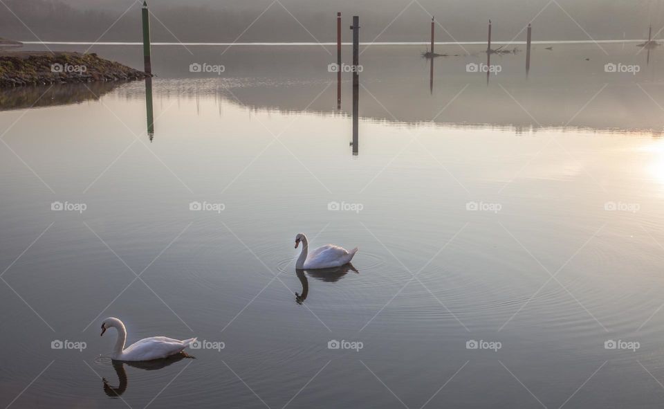 Swan couple in calm water