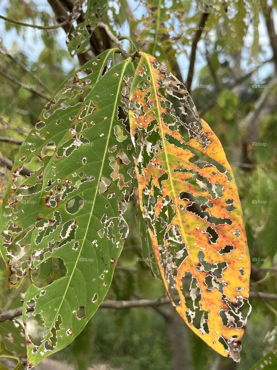 Battle : Summer vs. Fall.