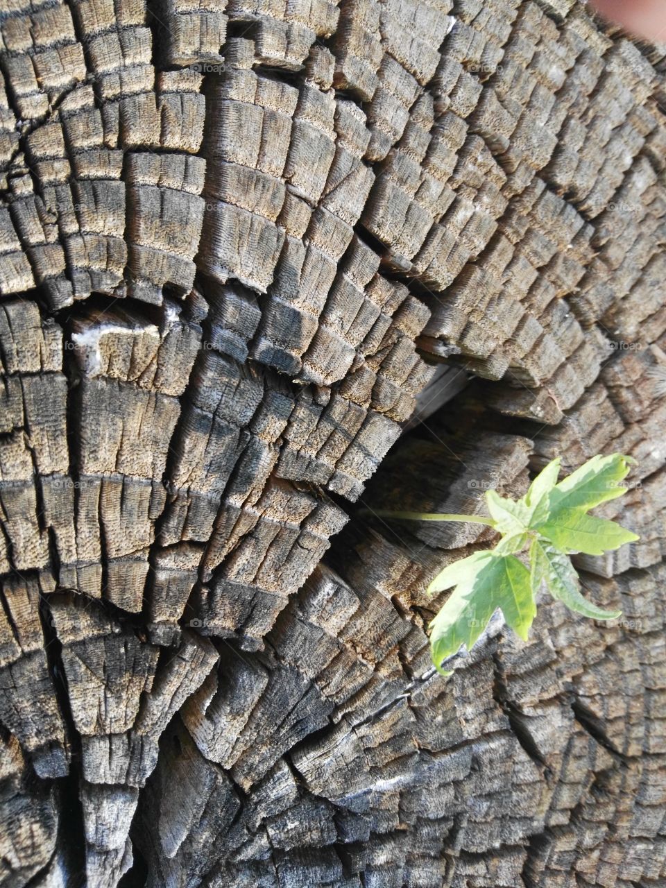 Maple tree in an Elm stump