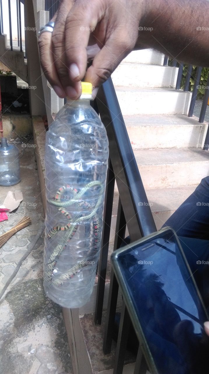 This is green snake in Kerala