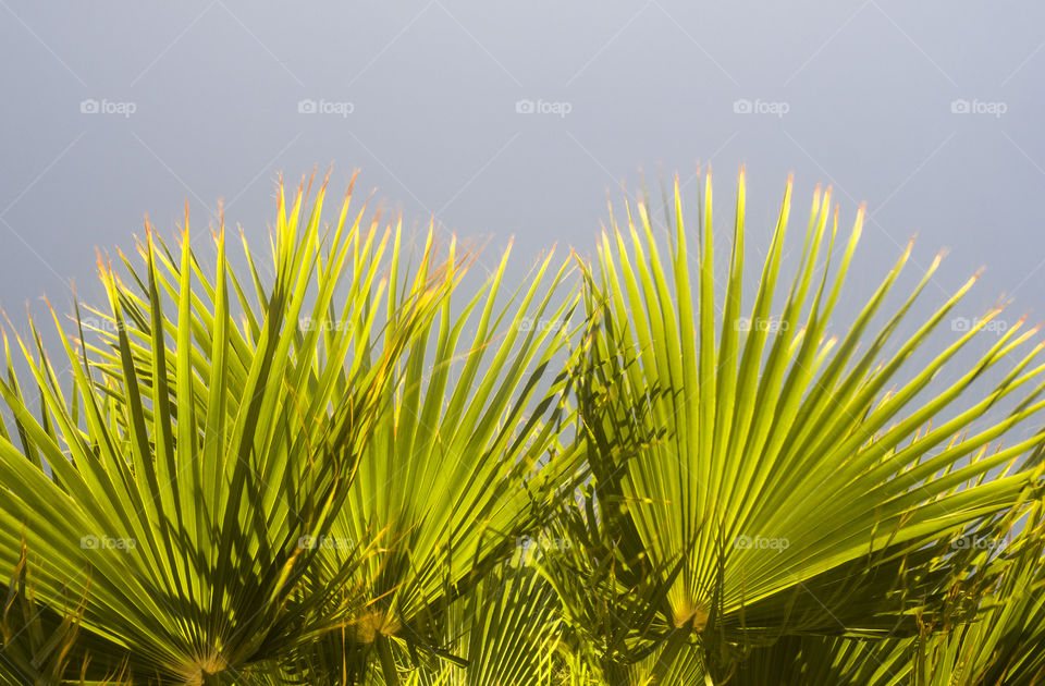 palms leafs