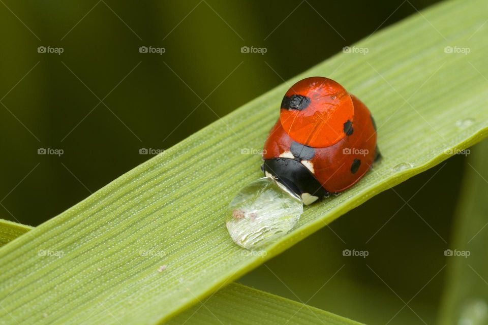 Macro shot of red ladybug with water drop on green plant